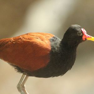 Aug. 2016 - The Rain Forest - Upper Forest - Wattled Jacana