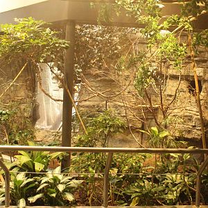 Aug. 2016 - The Rain Forest - Upper Forest - Bali Mynah + Larger Chevrotain