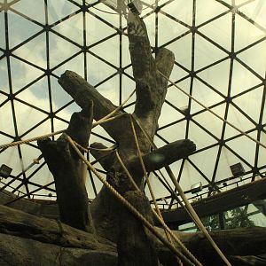 Aug. 2016 - The Rain Forest - Upper Forest - Orangutan Exhibit