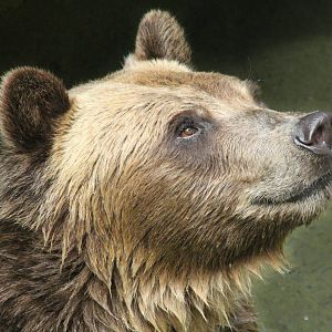 Aug. 2016 - Wilderness Trek - Grizzly Bear
