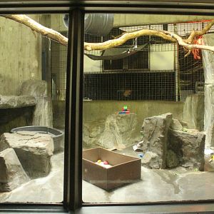 Aug. 2016 - Primates + Cats and Aquatics - First Allen's Swamp Monkey Exhib
