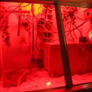 Aug. 2016 - Primates + Cats and Aquatics - Potto Exhibit