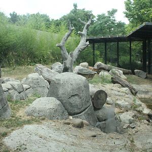 Aug. 2016 - Primates + Cats and Aquatics - Gorilla Exhibit