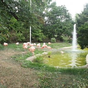 Aug. 2016 - Chilean Flamingo Exhibit