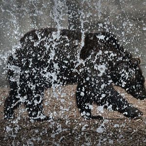 Aug. 2016 - Wilderness Trek - Grizzly Bear