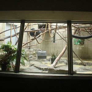 Aug. 2016 - Primates + Cats and Aquatics - Common Squirrel Monkey Exhibit