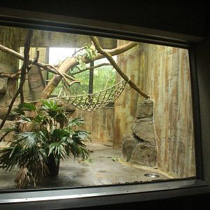 Aug. 2016 - Primates + Cats and Aquatics - Red Ruffed Lemur Exhibit