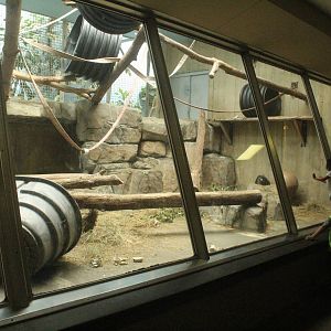 Aug. 2016 - Primates + Cats and Aquatics - 1 of 3 Mandrill Exhibits