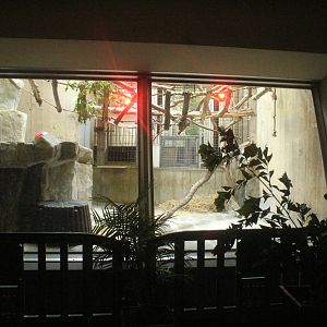 Aug. 2016 - Primates + Cats and Aquatics - Golden-bellied Managabey Exhibit