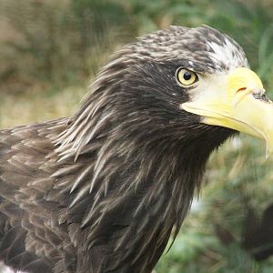 Aug. 2016 - Birds of Prey - Steller's Sea Eagle