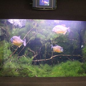 Aug. 2016 - Primates + Cats and Aquatics - Red-bellied Piranha