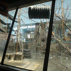 Aug. 2016 - Primates + Cats and Aquatics - Francois Langur Exhibit