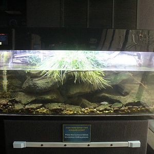 Aug. 2016 - Primates + Cats and Aquatics - Hellbender Exhibit