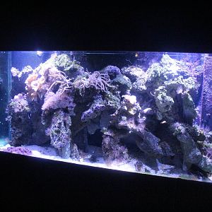 Aug. 2016 - Primates + Cats and Aquatics - Stonefish Tank