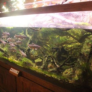 Aug. 2016 - Wilderness Trek - Wolf Lodge - Brown Trout Tank