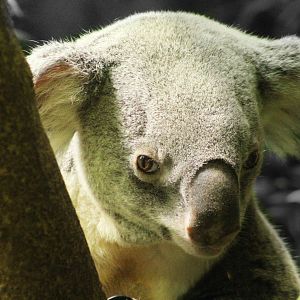 Aug. 2016 - Australian Adventure - Koala
