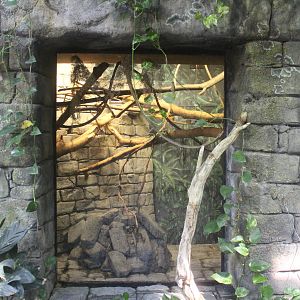 Aug. 2016 - The Rain Forest - Golden Lion Tamarin Exhibit