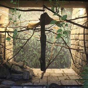 Aug. 2016 - The Rain Forest - Goeldi's Monkey Exhibit