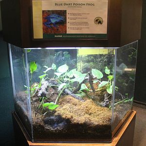 Aug. 2016 - The Rain Forest - Lower Forest - Blue Poison Dart Frog Exhibit