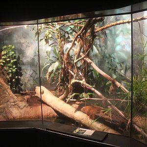 Aug. 2016 - The Rain Forest - Lower Forest - Fiji Island Banded Iguana Exhi