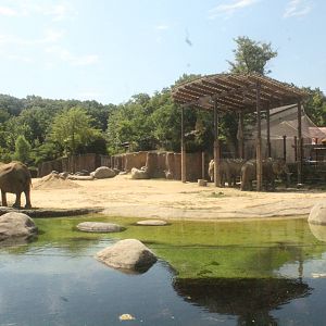 Aug. 2016 - African Elephant Crossing - First Yard - Ground View