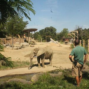 Aug. 2016 - African Elephant Crossing - First Yard - Elevated View