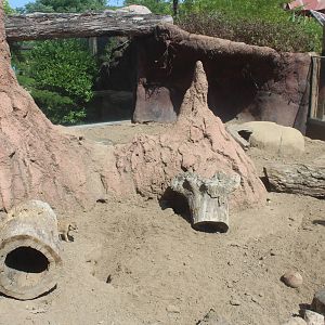 Aug. 2016 - African Elephant Crossing - Meerkat Exhibit