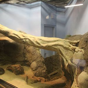 Aug. 2016 - African Elephant Crossing - African Rock Python Exhibit