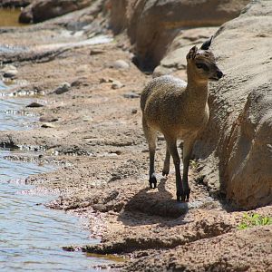 Aug. 2016 - African Savannah - Monkey Island - Klipspringer