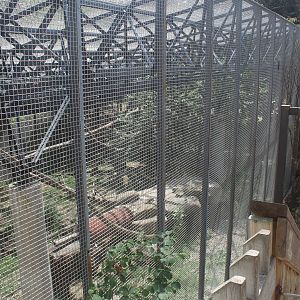 Aug. 2016 - Amur Leopard Exhibit