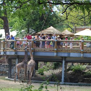 Aug. 2016 - African Savannah - New Giraffe Feeding Station