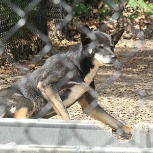 Aug. 2016 - Australian Adventure - Dingo (Black)