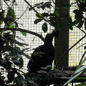 Long-wattled umbrellabird