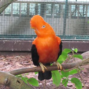 Andean cock-of-the-rock
