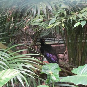 Twelve-wired bird-of-paradise