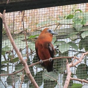 Capuchinbird