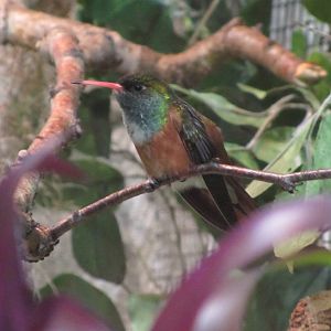 Emerald hummingbird