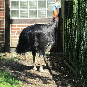 Red-necked cassowary