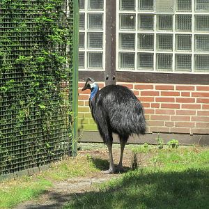 Westermann`s cassowary