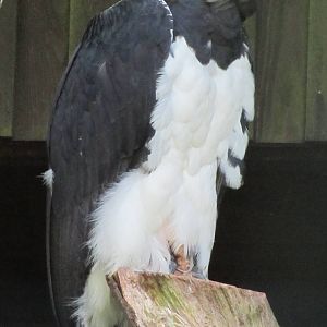 Harpy Eagle
