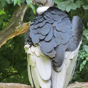 Andean condor
