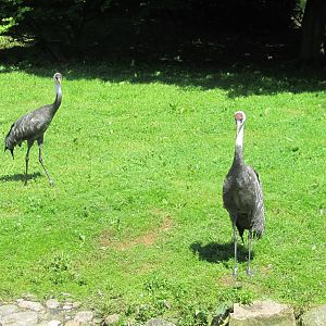 Hooded crane