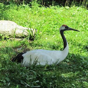 Red-crowned crane
