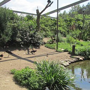 African bird aviary
