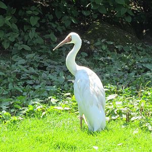 Siberian crane