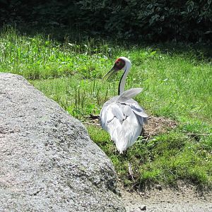 White-naped crane on its nest