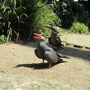 Inca tern