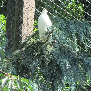 Madagascar pond-heron
