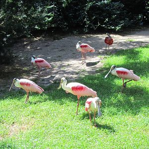 Roseate spoonbills