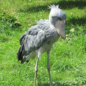 Shoebill